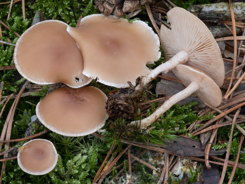 Clitocybe diatreta